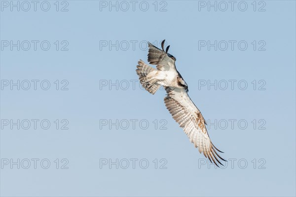 Western osprey