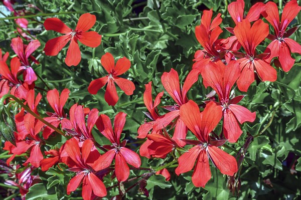 Geraniums