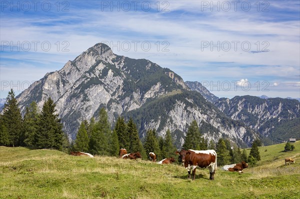 Cows on the mountain pasture with Rinnkogel