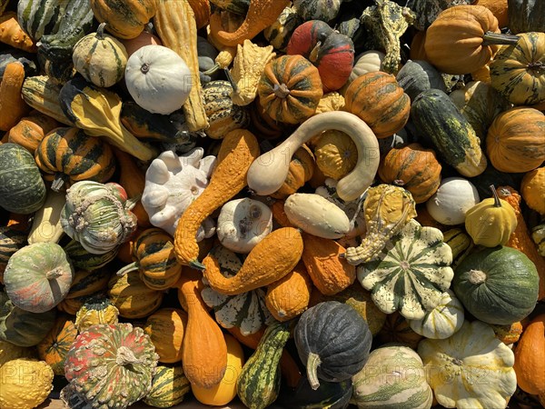 Many pumpkin varieties