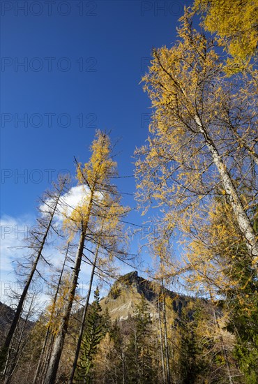 Autumnal yellow lark forest on the Genneralm with view to the Holzeck