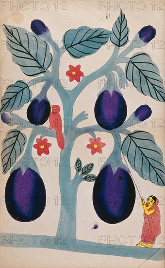 A woman picking huge aubergines from a tree