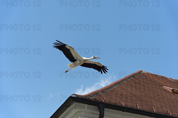 White stork