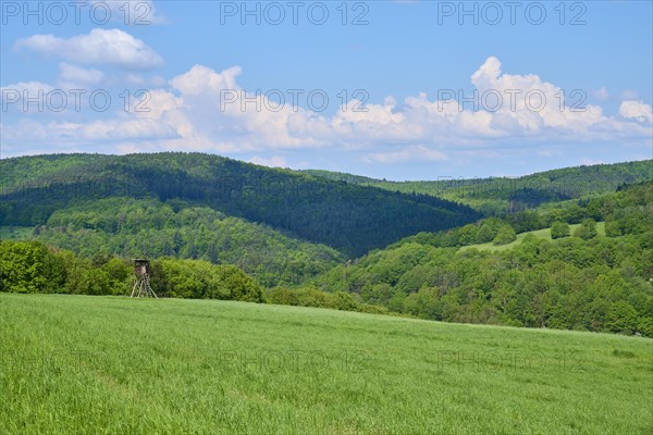 Forest landscape