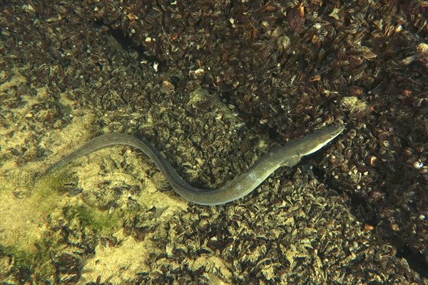 European eel