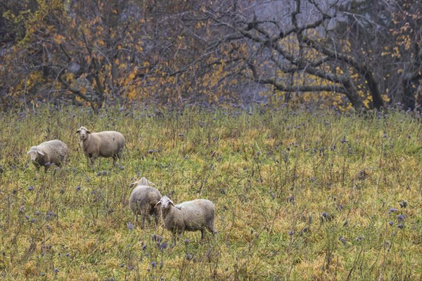 Sheep in a meadow