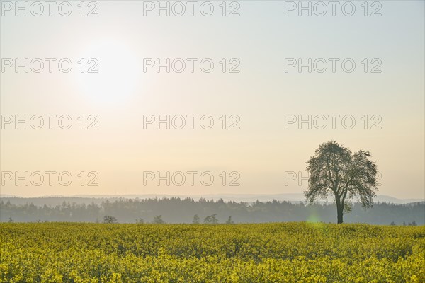 Rape field