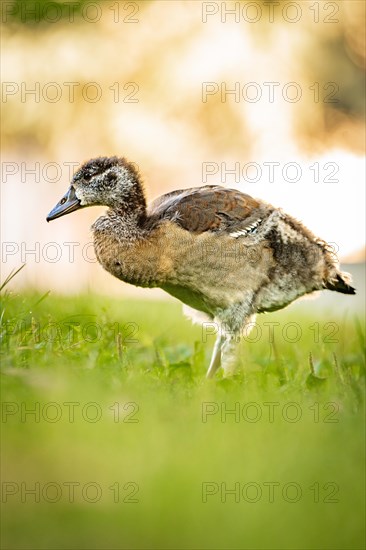 Egyptian goose chick in meadow