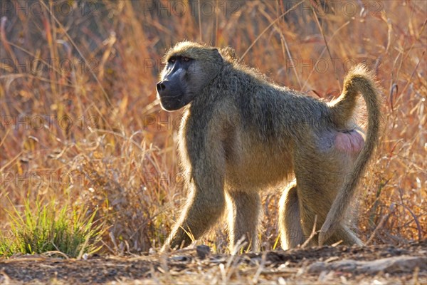 Baboon