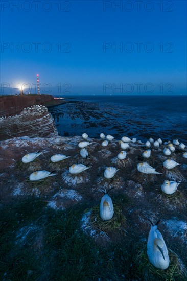 Northern gannet