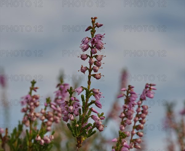 Heather blossoms in the Nemitzer Heide near Trebel