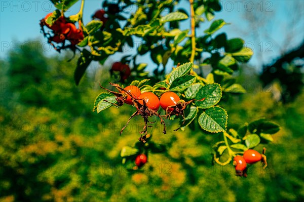 The red fruits of the rosehip