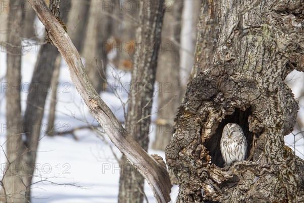 Ural Owl