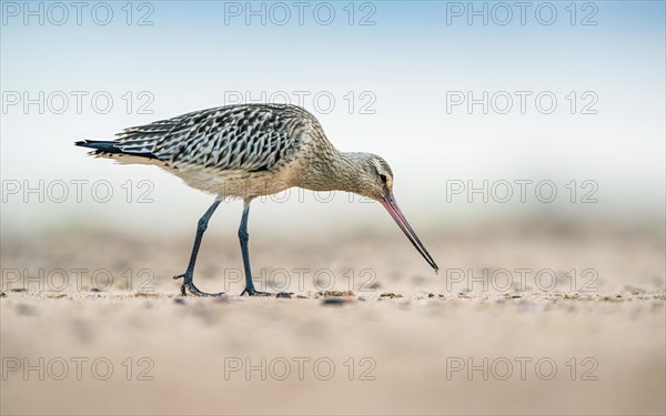 Bar-tailed Godwit