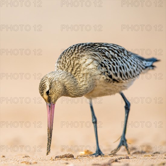 Bar-tailed Godwit