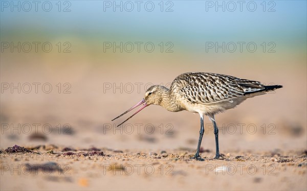 Bar-tailed Godwit