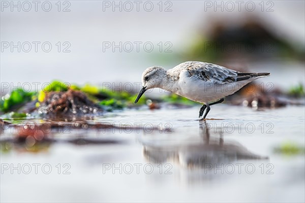 Sanderling