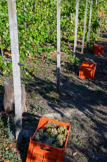 Red boxes of harvested organic sauvignon green grape for white wine making