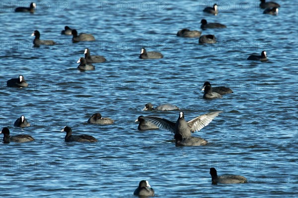 White Rail many birds swimming in water different sightings