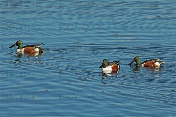 Shoveler three males swimming in water left looking