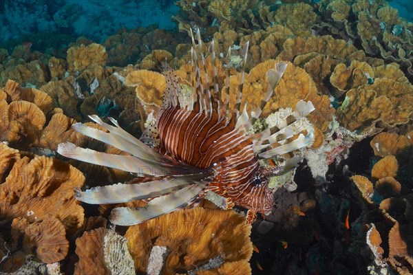 Pacific red lionfish