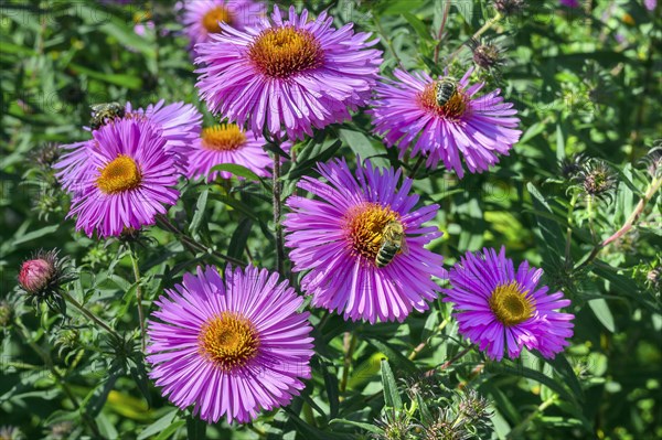 New england asters