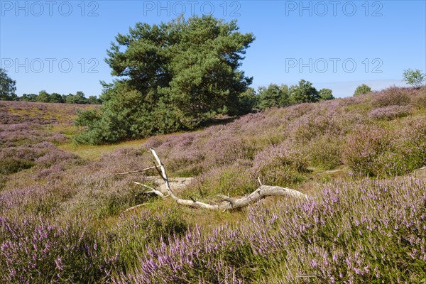 Blooming heathland