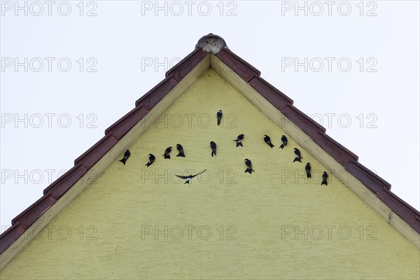 House martins