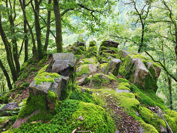 Moss-covered rock formation in the forest consists of large