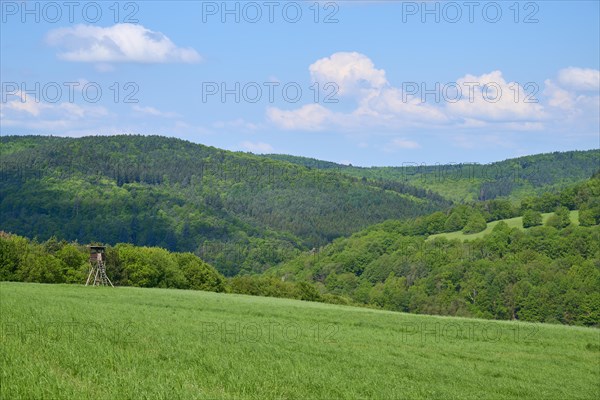 Forest landscape