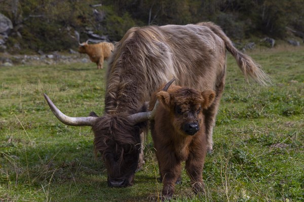 Scottish Highland Cattle