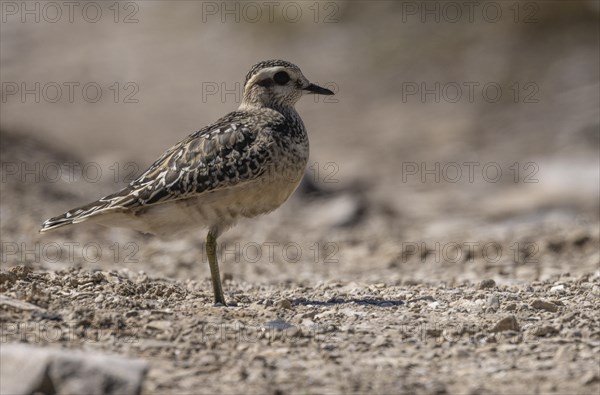 Mornell's charadriid