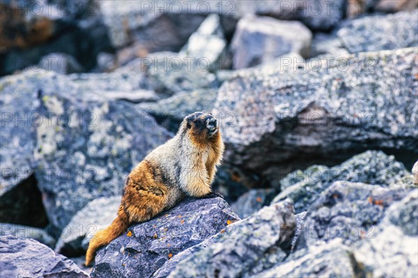 Hoary marmot