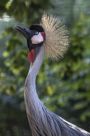 Black crowned crane