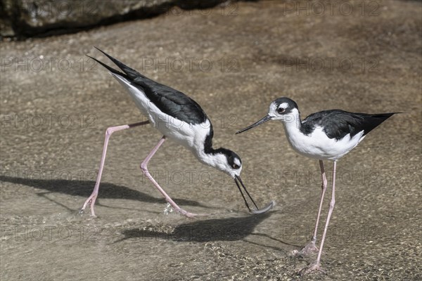 Black-winged Black-winged Stilt