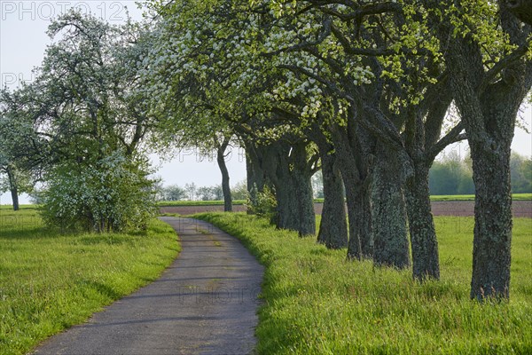 Field path