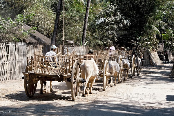 Ox cart in village