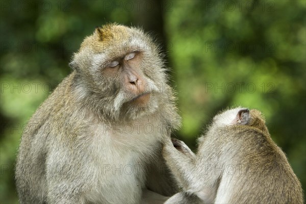 Macaques