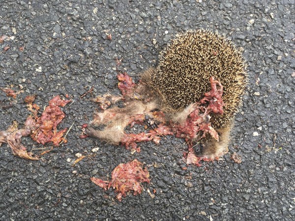 European hedgehog