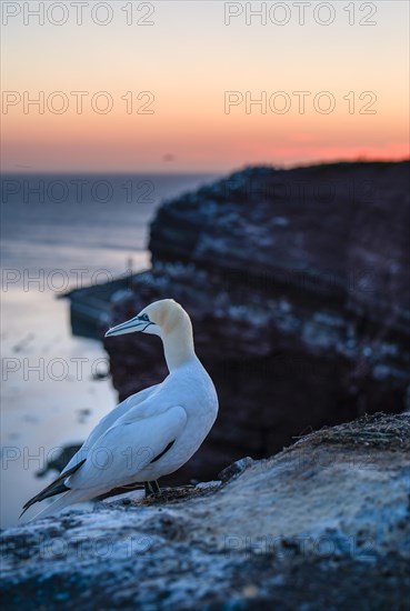 Northern gannet