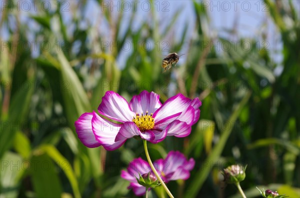 Mexican aster