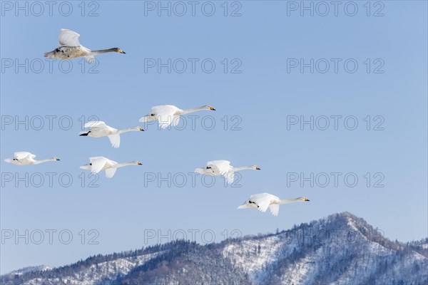 Whooper Swans