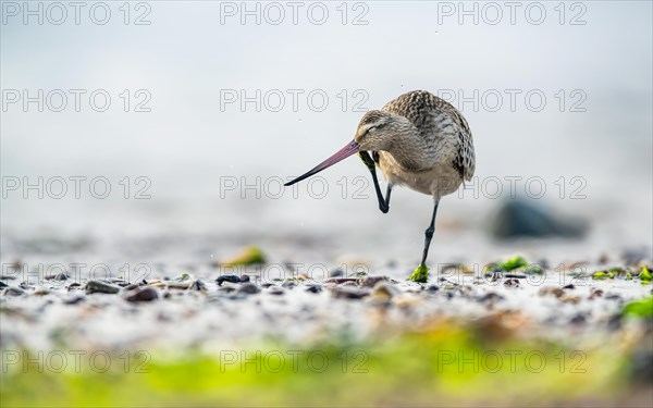 Bar-tailed Godwit