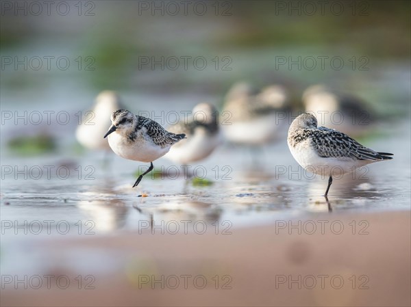 Sanderling