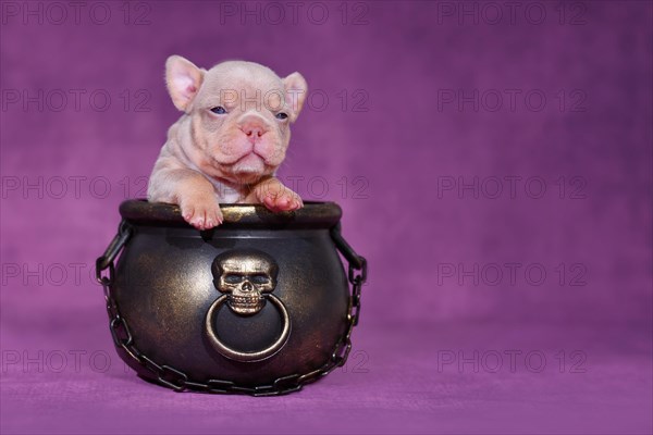 New Shade Isabella Orange Tan French Bulldog dog puppy in Halloween witch cauldron on purple background