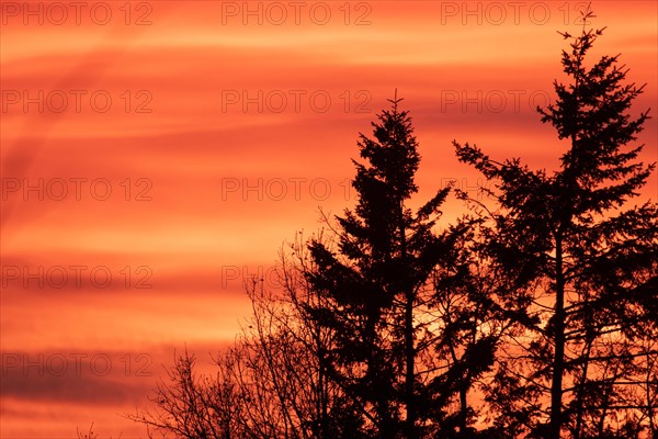 Evening red trees in front of reddish cloud structures