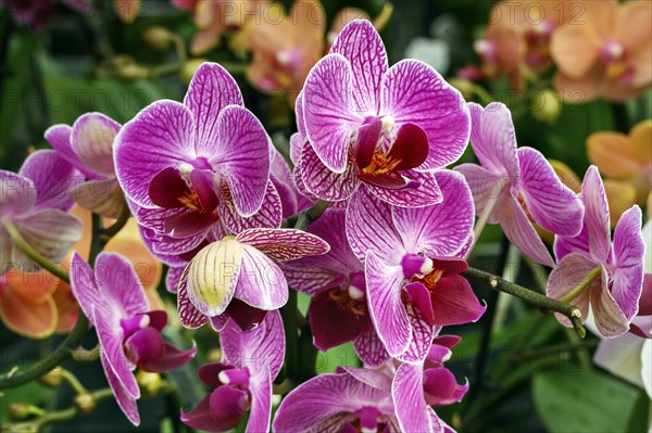 Butterfly orchids in a garden centre