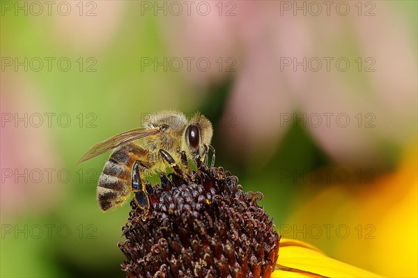 European honey bee