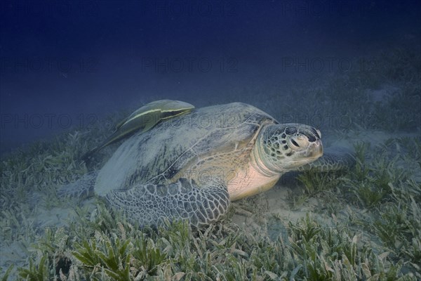 Green turtle