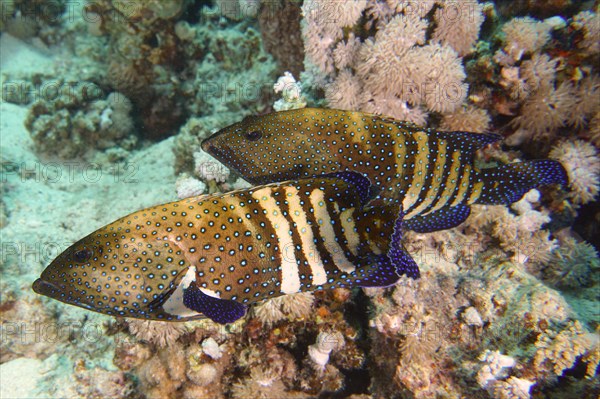 Pair of bluespotted grouper